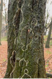 tree bark 0001